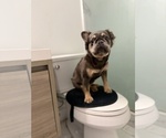 Small #3 French Bulldog