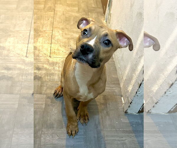Medium Photo #2 American Pit Bull Terrier-Bulldog Mix Puppy For Sale in Staten Island, NY, USA