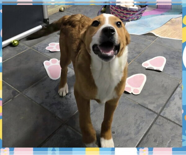 Medium Photo #2 Beagle-Unknown Mix Puppy For Sale in Aurora, IN, USA