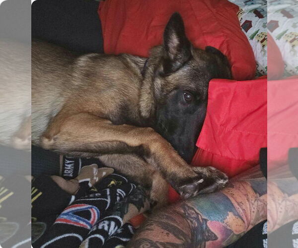 Medium Photo #4 Mutt Puppy For Sale in Stevens Point, WI, USA