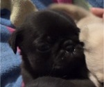 Small Photo #89 Pug Puppy For Sale in HILLSDALE, MI, USA