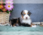Puppy Buddy Miniature Australian Shepherd
