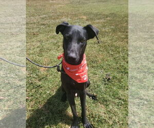 Buddy - Male Mutt Dog for Adoption - Photo #5
