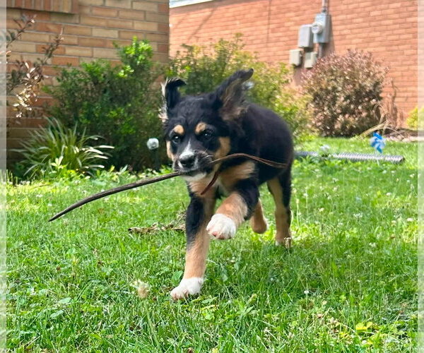 Medium Photo #3 Aussiedor Puppy For Sale in Germantown, OH, USA