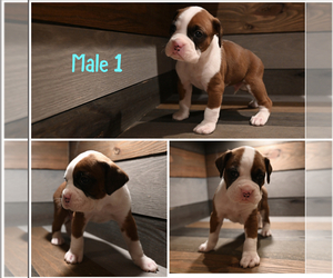 Boxer Puppy for sale in VALLEY MILLS, TX, USA