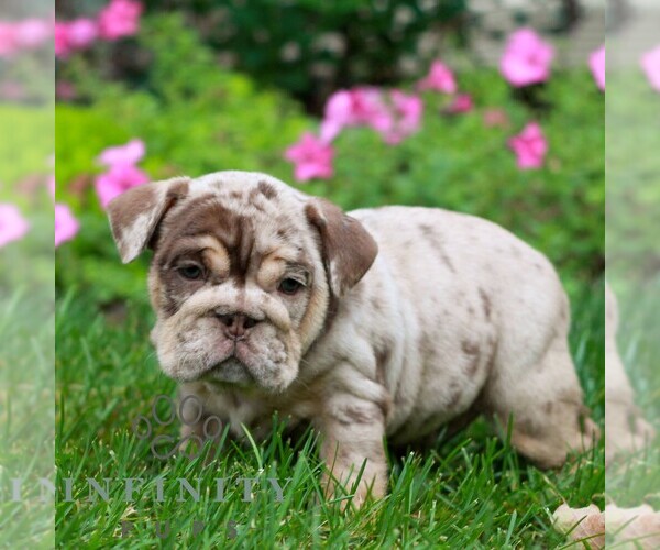Medium Photo #4 English Bulldog Puppy For Sale in EPHRATA, PA, USA