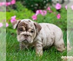 Caramel - Female English Bulldog Puppy for Sale - Photo #4