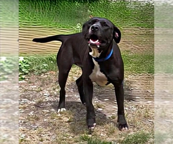 Medium Photo #2 Labrador Retriever Puppy For Sale in Rustburg, VA, USA