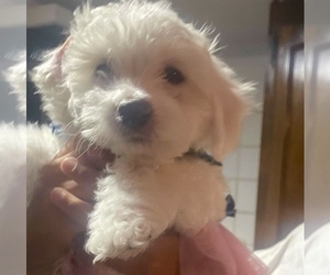 Maltichon Puppy for sale in CHICAGO, IL, USA