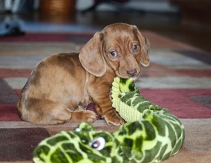 Dachshund Puppy for sale in SHINGLE SPRINGS, CA, USA