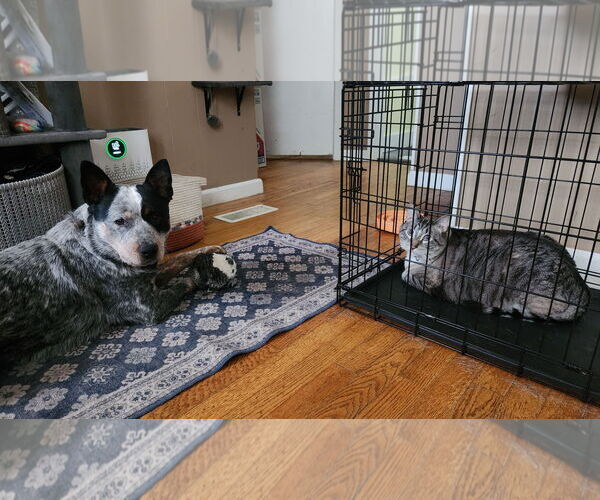 Medium Photo #2 Mutt Puppy For Sale in Garden City, NY, USA