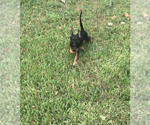 Belgian Malinois Puppy for sale in HOUSTON, TX, USA