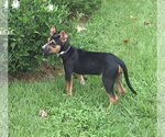 Small #2 Mutt