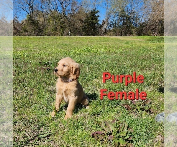Medium Photo #16 Goldendoodle Puppy For Sale in CLARKSVILLE, TX, USA