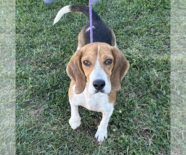 Medium Photo #1 Beagle Puppy For Sale in Batavia, OH, USA