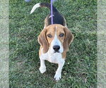 Dixie 2026 - Female Beagle Dog for Adoption - Small photo