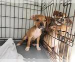 Small Staffordshire Bull Terrier Mix