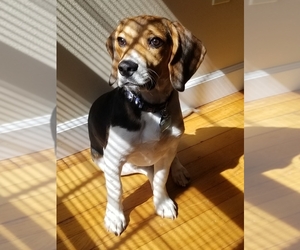 Beagle Puppy for sale in LONGMEADOW, MA, USA