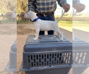 Dogo Argentino Puppy for sale in BORDER HILL, NM, USA