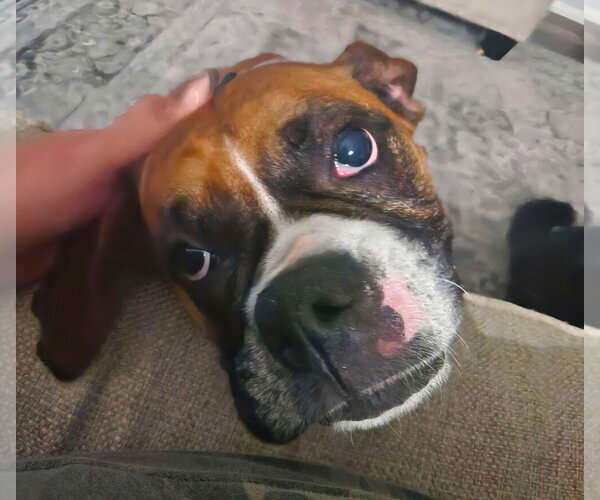 Medium Photo #2 Boxer Puppy For Sale in Austin, TX, USA