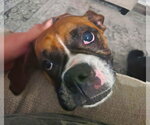 Small #1 Boxer
