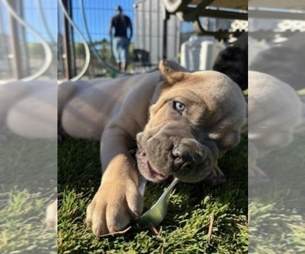 Medium Photo #30 Cane Corso Puppy For Sale in OCEANSIDE, CA, USA