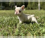 Puppy Orbity French Bulldog