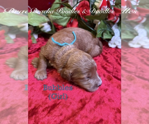 Medium Photo #7 Goldendoodle Puppy For Sale in SAINT CLOUD, MN, USA