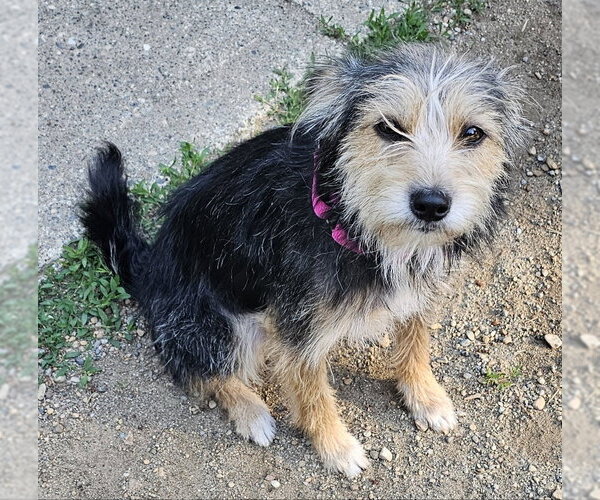 Medium Photo #3 Mutt Puppy For Sale in Olalla, WA, USA