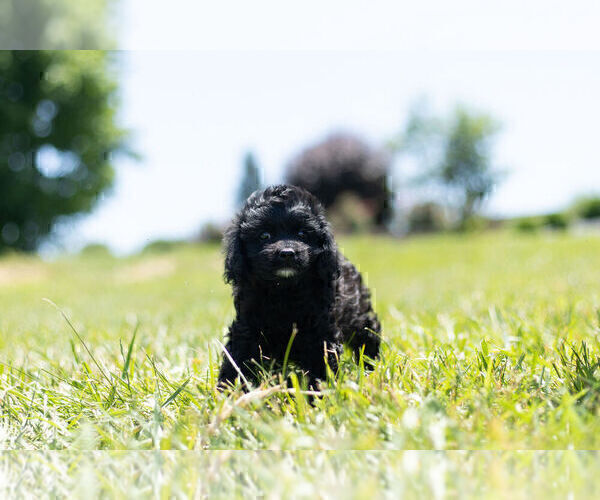 Medium Photo #10 Cavapoo Puppy For Sale in WARSAW, IN, USA