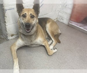 German Shepherd Dog Dogs for adoption in San Bernardino, CA, USA