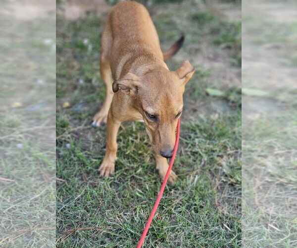 Medium Photo #11 Mutt Puppy For Sale in Wakefield, RI, USA
