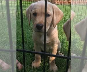 Labrador Retriever Puppy for sale in TRENTON, MI, USA