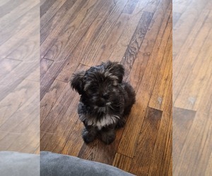 Yoranian Puppy for sale in WILLIMANTIC, CT, USA