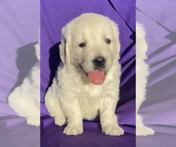Medium Photo #1 Golden Retriever Puppy For Sale in SANTA ANA, CA, USA