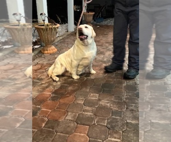 Medium Photo #1 Labrador Retriever Puppy For Sale in ELLENSBURG, WA, USA