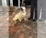 Small Photo #1 Labrador Retriever Puppy For Sale in ELLENSBURG, WA, USA