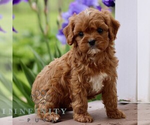 Cavapoo (Miniature) Puppy for sale in NEW HOLLAND, PA, USA