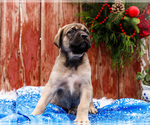 Small Photo #4 Mastiff Puppy For Sale in WAKARUSA, IN, USA
