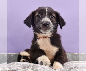 Border Collie-Unknown Mix Dogs for adoption in Sheridan, CO, USA