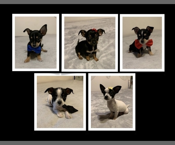 Medium Photo #1 Chorkie Puppy For Sale in CEDAR RAPIDS, IA, USA