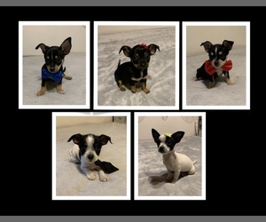 Chorkie Puppy for sale in CEDAR RAPIDS, IA, USA