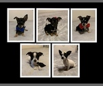 Small Photo #1 Chorkie Puppy For Sale in CEDAR RAPIDS, IA, USA