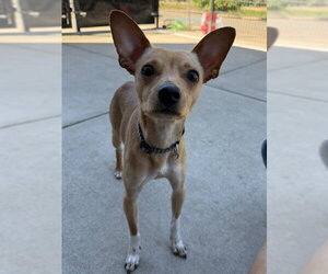 Chihuahua Dogs for adoption in Sacramento, CA, USA