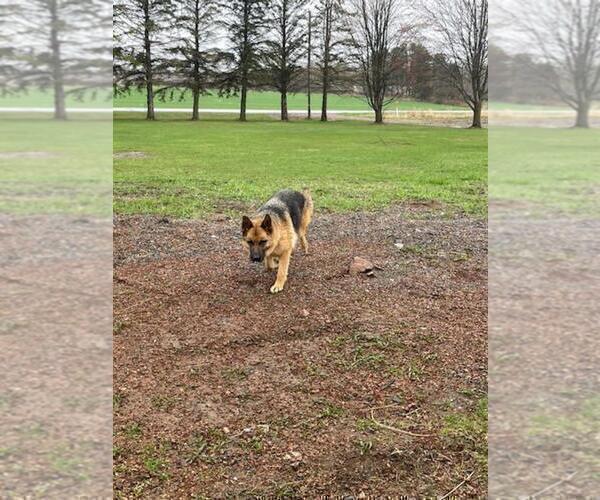 Medium Photo #1 German Shepherd Dog Puppy For Sale in GREENWOOD, WI, USA
