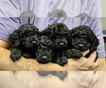 Small Photo #1 Poodle (Toy) Puppy For Sale in AUBREY, TX, USA