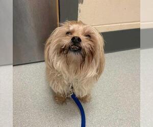 Shih Tzu Dogs for adoption in Boston, MA, USA