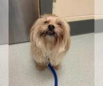 Small Shih Tzu