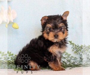 Yorkshire Terrier Puppy for sale in REINHOLDS, PA, USA