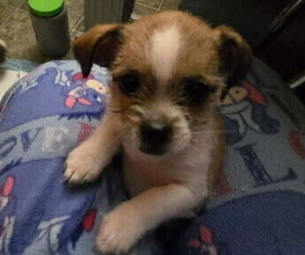 Medium Photo #1 ShiChi Puppy For Sale in POST FALLS, ID, USA